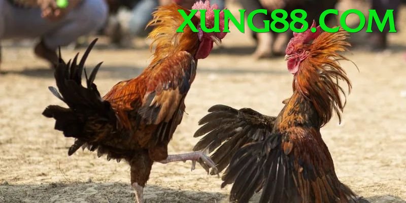 Đá Gà Trực Tiếp - Trải nghiệm tuyệt vời - Game kinh dị